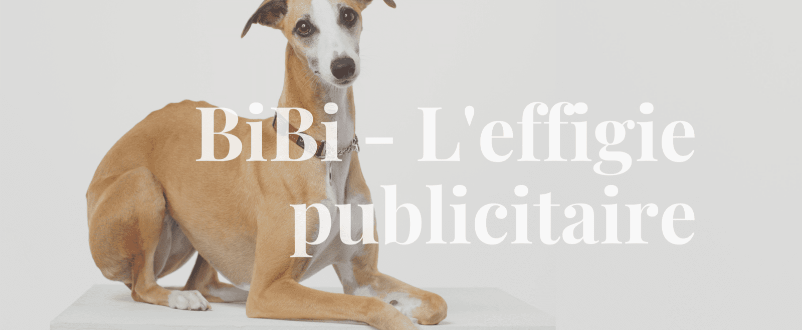 BiBi - Chien immobilier