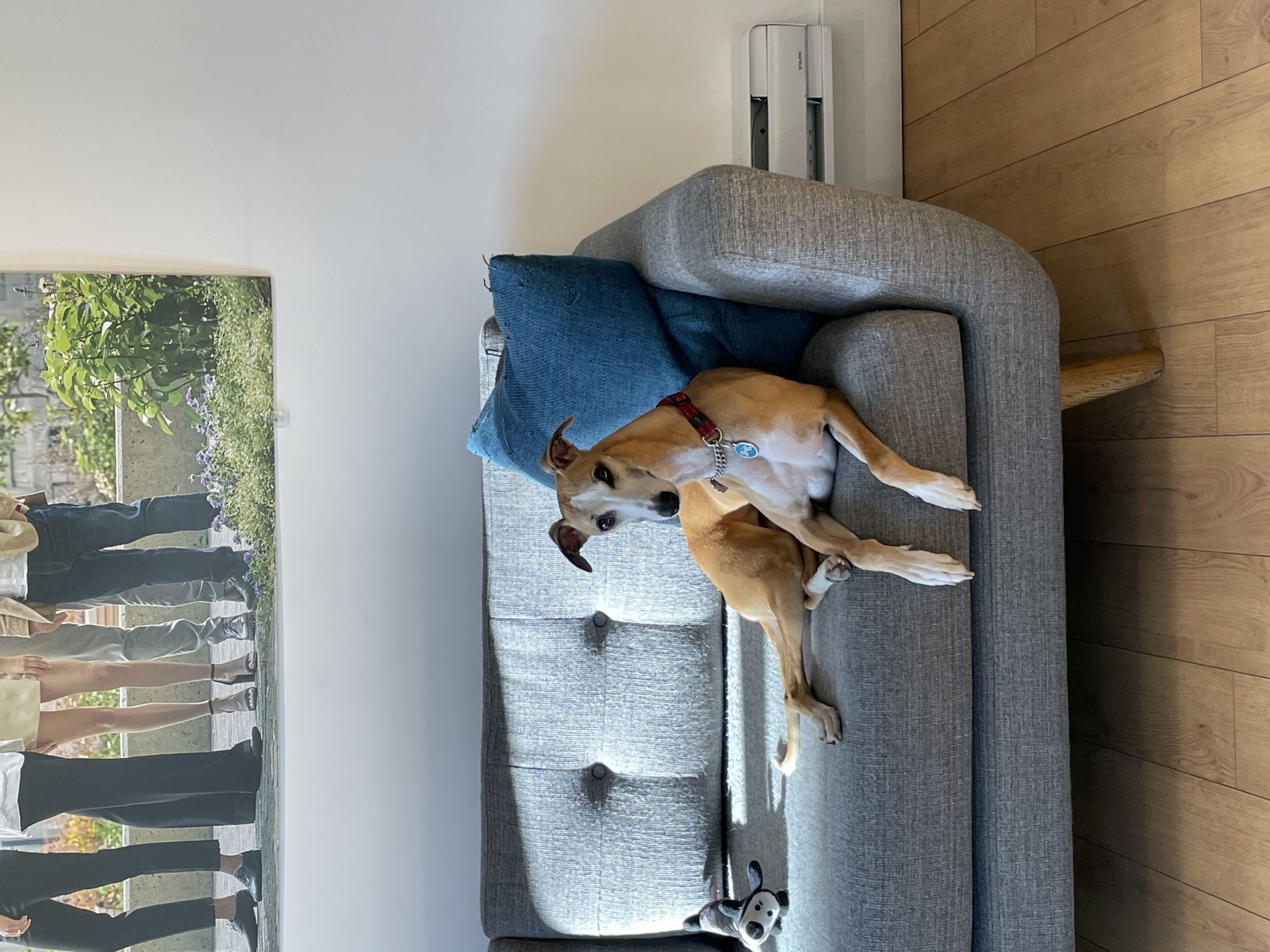 Bibi - Chien immobilier