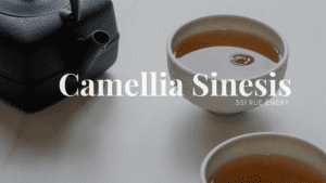 Camellia Sinesis - Rosemont-La Petite-Patrie