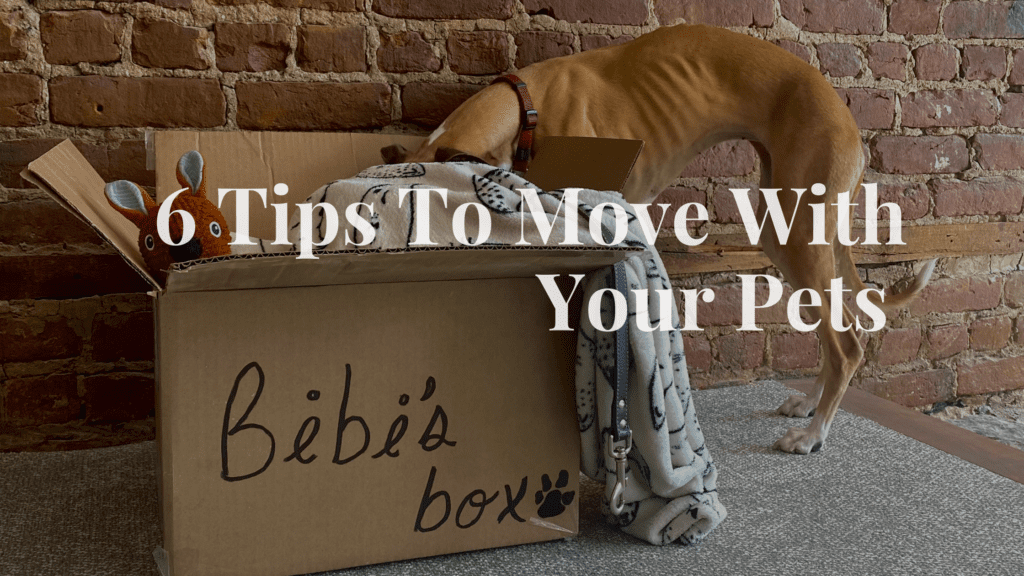 6 Tips to Move with Your Pets - Real Estate Montreal