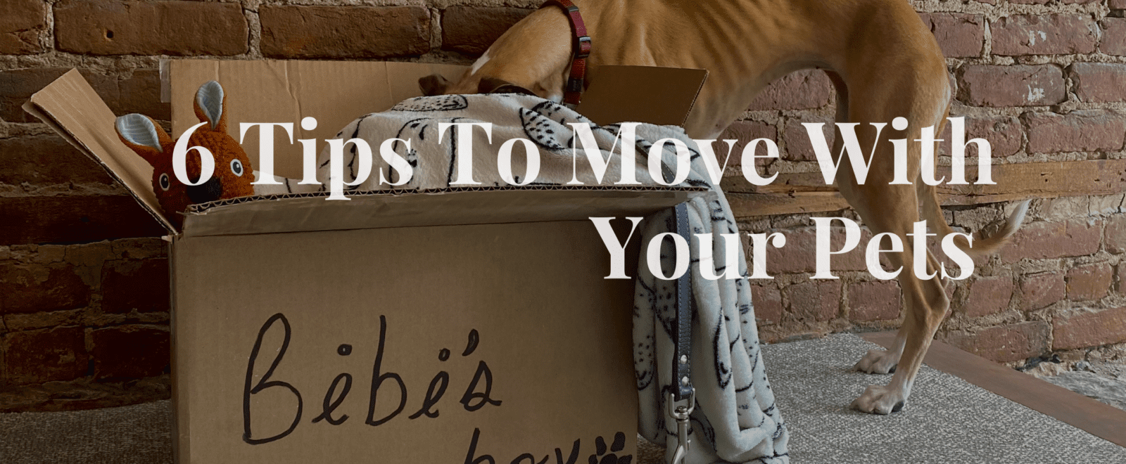 6 Tips to Move with Your Pets - Real Estate Montreal