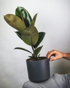 Ficus Elastica