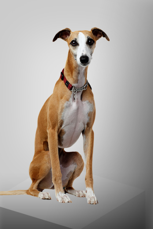 sophie courtier immobilier plateau mont-royal